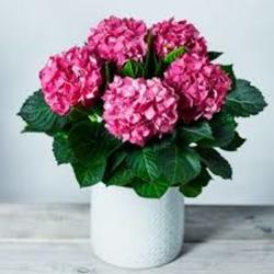 Pink Hydrangea Plant from Martinsville Florist, flower shop in Martinsville, NJ