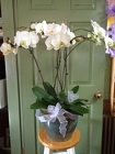 Spectacular Orchid from Martinsville Florist, flower shop in Martinsville, NJ