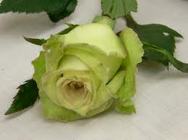 St Patrick's Green Roses from Martinsville Florist, flower shop in Martinsville, NJ