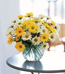 Sunny Daisy Bowl from Martinsville Florist, flower shop in Martinsville, NJ