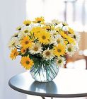 Sunny Daisy Bowl from Martinsville Florist, flower shop in Martinsville, NJ