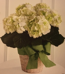 White Hydrangea Plant from Martinsville Florist, flower shop in Martinsville, NJ