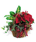Holiday Planter Basket from Martinsville Florist, flower shop in Martinsville, NJ