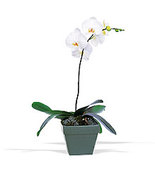 Phalaenopsis Orchid Plant from Martinsville Florist, flower shop in Martinsville, NJ
