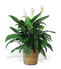 Large Peace Lily Plant from Martinsville Florist, flower shop in Martinsville, NJ