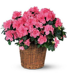 Azalea Blooming Plant from Martinsville Florist, flower shop in Martinsville, NJ