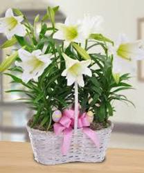 Easter Lily Multi Plants from Martinsville Florist, flower shop in Martinsville, NJ