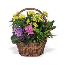 Petite European Basket from Martinsville Florist, flower shop in Martinsville, NJ