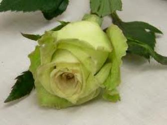 St Patrick's Green Roses from Martinsville Florist, flower shop in Martinsville, NJ