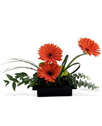 Zen Gerbera Bowl from Martinsville Florist, flower shop in Martinsville, NJ