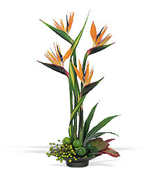 Bird of Paradise from Martinsville Florist, flower shop in Martinsville, NJ