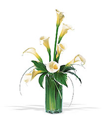 White Callas from Martinsville Florist, flower shop in Martinsville, NJ