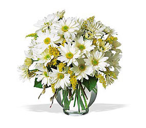 Daisy Cheer from Martinsville Florist, flower shop in Martinsville, NJ