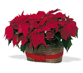 Double Poinsettia Basket from Martinsville Florist, flower shop in Martinsville, NJ