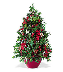 Boxwood Tree from Martinsville Florist, flower shop in Martinsville, NJ