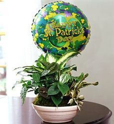 St Patricks Day Dish Garden from Martinsville Florist, flower shop in Martinsville, NJ